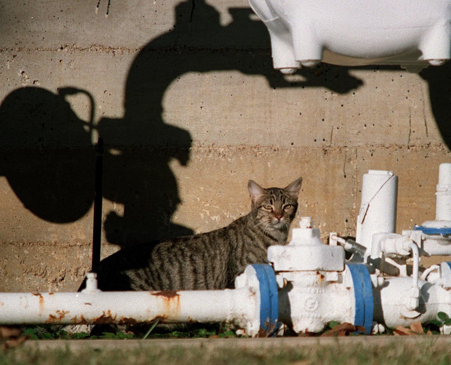 190817_drc_news_catrescueIMG3
